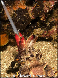Flamboyant Cuttlefish Strike.  This cuttlefish was huntin... by Richard Witmer 